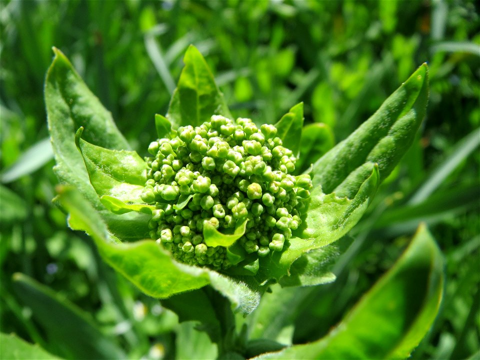 Pfeilkresse (Lepidium draba) in der Kurfürstenallage in Heidelberg