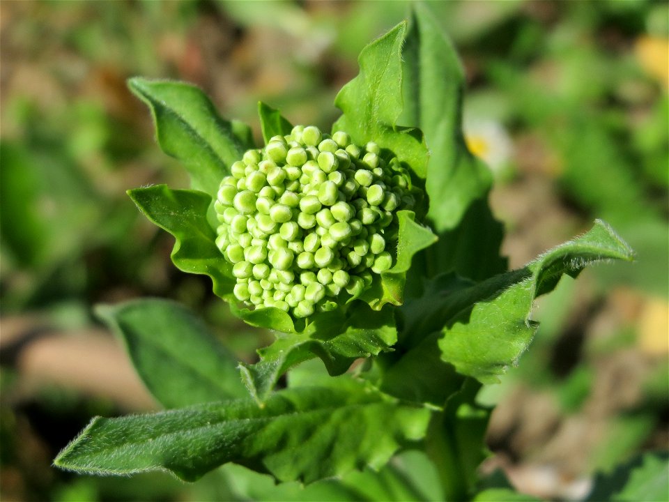 Pfeilkresse (Lepidium draba) im Neuenheimer Feld in Heidelberg