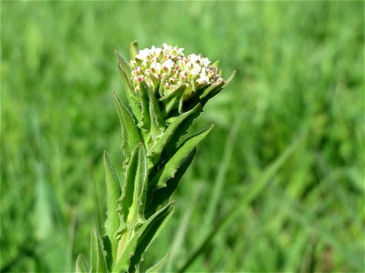 Pfeilkresse (Lepidium draba) im Landschaftsschutzgebiet Hockenheimer Rheinbogen - invasiver Kreuzblütler