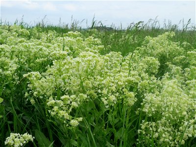 Pfeilkresse (Lepidium draba) im Landschaftsschutzgebiet „Rheinhessisches Rheingebiet“ bei Worms