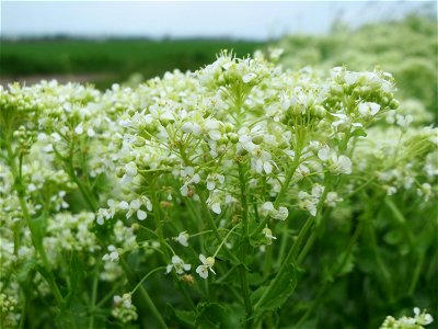 Pfeilkresse (Lepidium draba) im Landschaftsschutzgebiet „Rheinhessisches Rheingebiet“ bei Worms