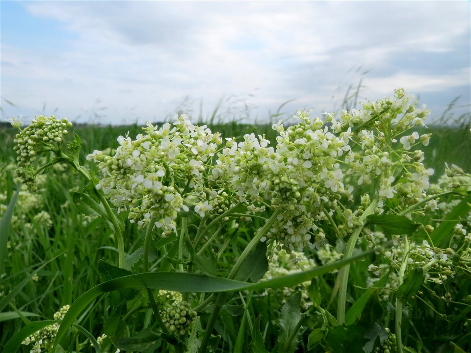 Pfeilkresse (Lepidium draba) im Landschaftsschutzgebiet „Rheinhessisches Rheingebiet“ bei Worms