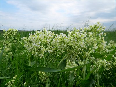 Pfeilkresse (Lepidium draba) im Landschaftsschutzgebiet „Rheinhessisches Rheingebiet“ bei Worms