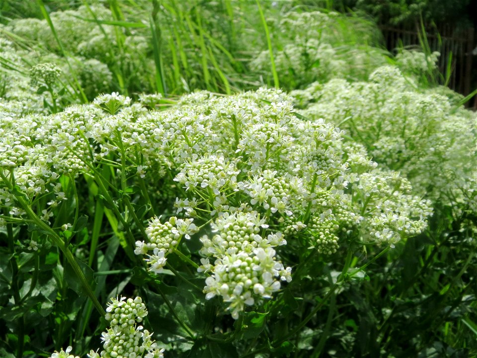 Pfeilkresse (Lepidium draba) an der Sandgrube Lambsheim