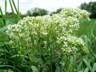 Pfeilkresse (Lepidium draba) im Landschaftsschutzgebiet „Hockenheimer Rheinbogen“ - invasive Pflanze