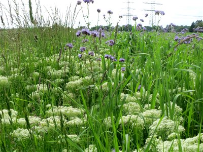 Pfeilkresse (Lepidium draba) und Rainfarn-Phazelie (Phacelia tanacetifolia) im Landschaftsschutzgebiet „Hockenheimer Rheinbogen“ - zwei invasive Pflanzen