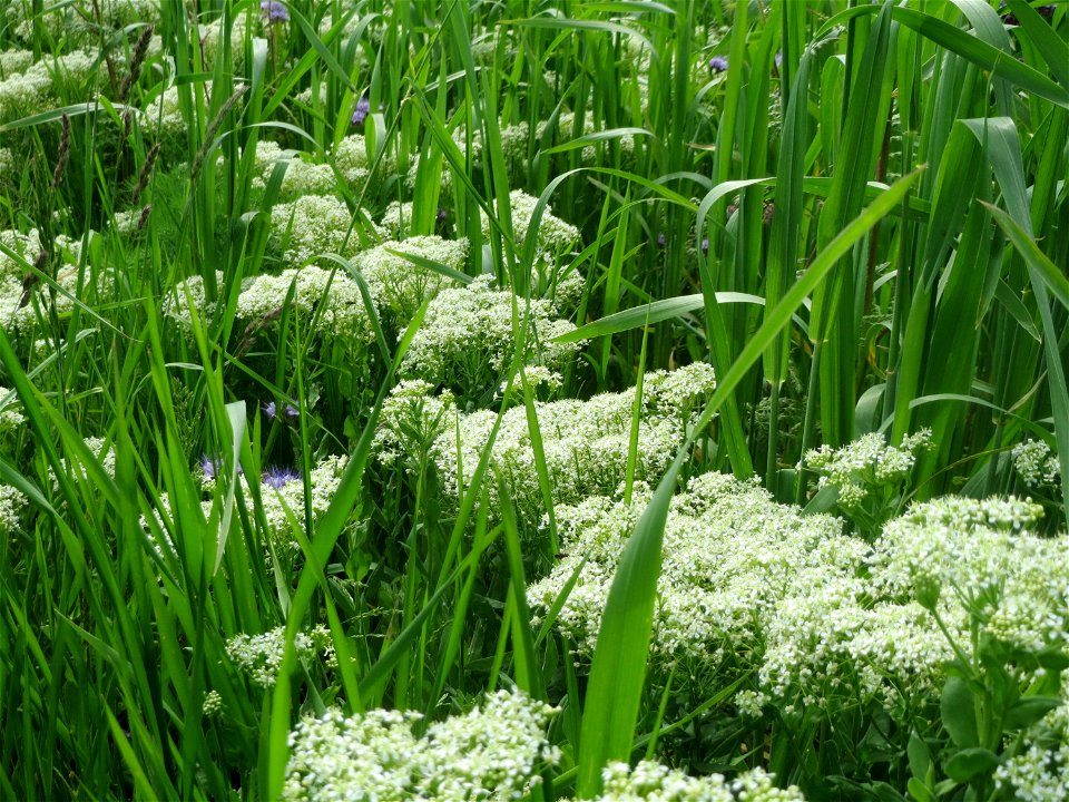 Pfeilkresse (Lepidium draba) im Landschaftsschutzgebiet „Hockenheimer Rheinbogen“ - invasiv an der L722