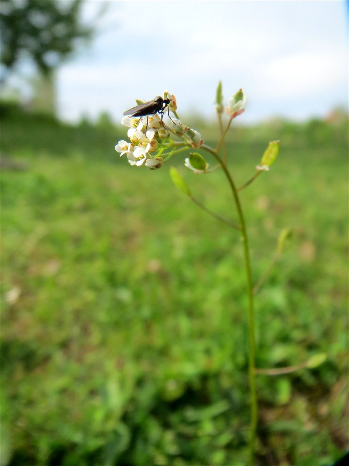 Mauer-Felsenblümchen (Draba muralis) auf einer Streuobstwiese in Hockenheim