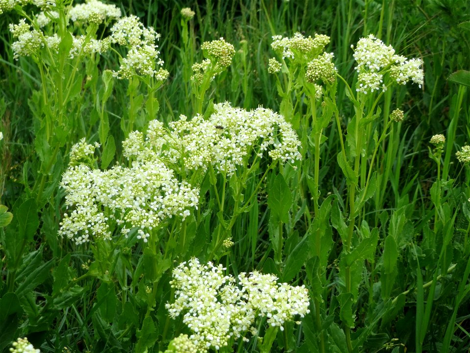 Pfeilkresse (Lepidium draba) auf einer Extensiv-Fläche im Gartenschaupark Hockenheim