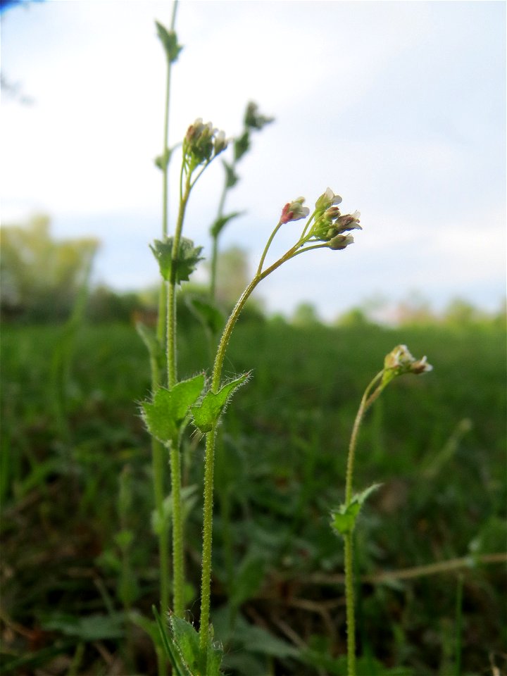 Mauer-Felsenblümchen (Draba muralis) auf einer Streuobstwiese in Hockenheim