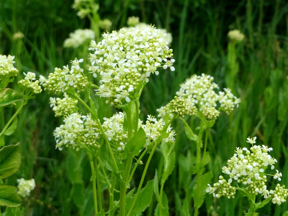 Pfeilkresse (Lepidium draba) auf einer Extensiv-Fläche im Gartenschaupark Hockenheim - zwei Bereiche wurden hier von Anfang an als Extensiv-Flächen ausgewiesen, auf denen Wildwuchs zugelassen und nur 