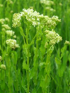 Pfeilkresse (Lepidium draba) auf einer Extensiv-Fläche im Gartenschaupark Hockenheim - zwei Bereiche wurden hier von Anfang an als Extensiv-Flächen ausgewiesen, auf denen Wildwuchs zugelassen und nur 