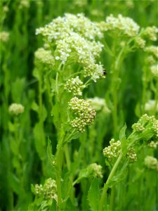 Pfeilkresse (Lepidium draba) auf einer Extensiv-Fläche im Gartenschaupark Hockenheim - zwei Bereiche wurden hier von Anfang an als Extensiv-Flächen ausgewiesen, auf denen Wildwuchs zugelassen und nur 