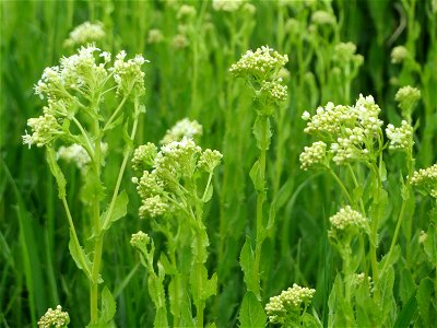 Pfeilkresse (Lepidium draba) auf einer Extensiv-Fläche im Gartenschaupark Hockenheim - zwei Bereiche wurden hier von Anfang an als Extensiv-Flächen ausgewiesen, auf denen Wildwuchs zugelassen und nur 