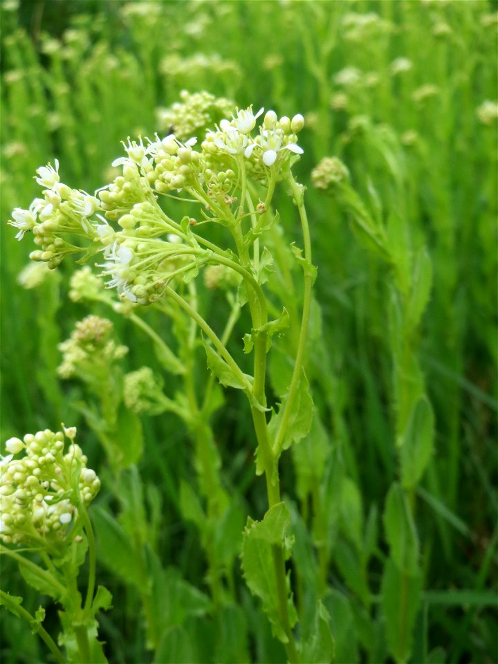 Pfeilkresse (Lepidium draba) auf einer Extensiv-Fläche im Gartenschaupark Hockenheim - zwei Bereiche wurden hier von Anfang an als Extensiv-Flächen ausgewiesen, auf denen Wildwuchs zugelassen und nur 