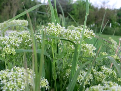 Pfeilkresse (Lepidium draba) in Hockenheim-Talhaus