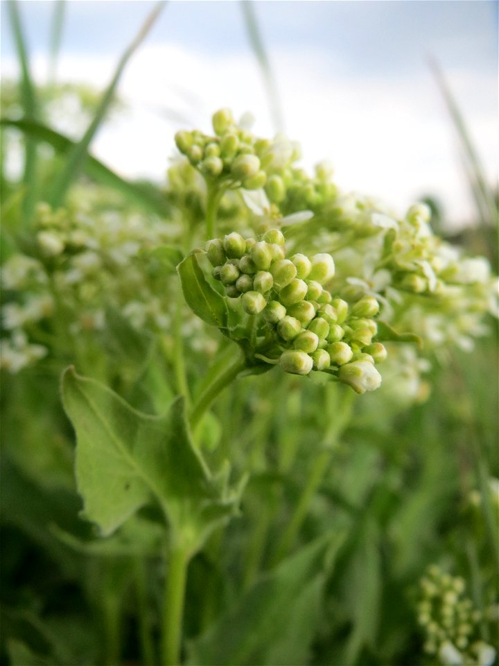 Pfeilkresse (Lepidium draba) in Hockenheim-Talhaus