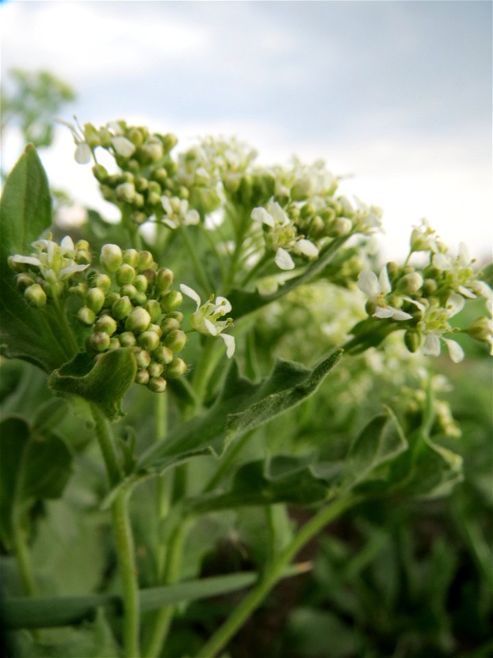 Pfeilkresse (Lepidium draba) in Hockenheim-Talhaus