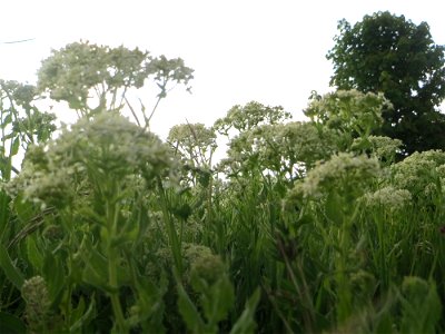Pfeilkresse (Lepidium draba) in Hockenheim-Talhaus