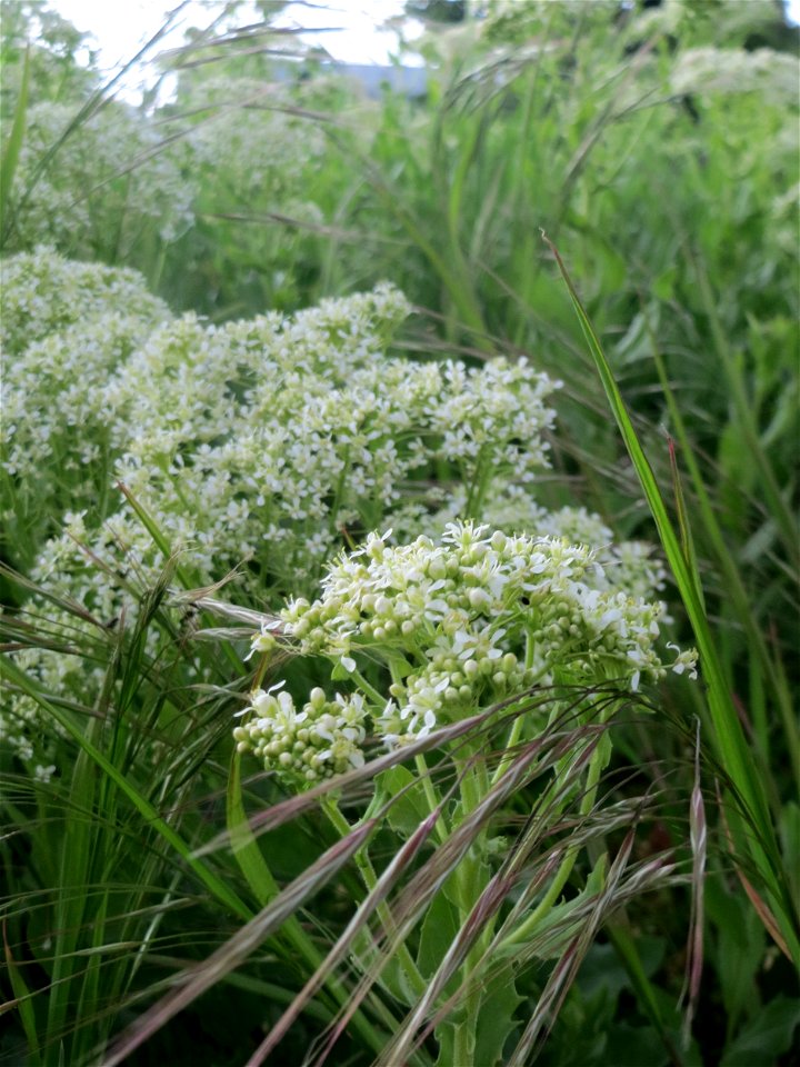 Pfeilkresse (Lepidium draba) in Hockenheim-Talhaus