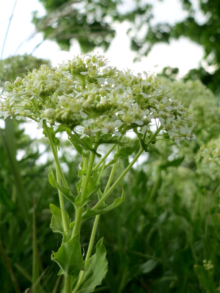Pfeilkresse (Lepidium draba) in Hockenheim-Talhaus