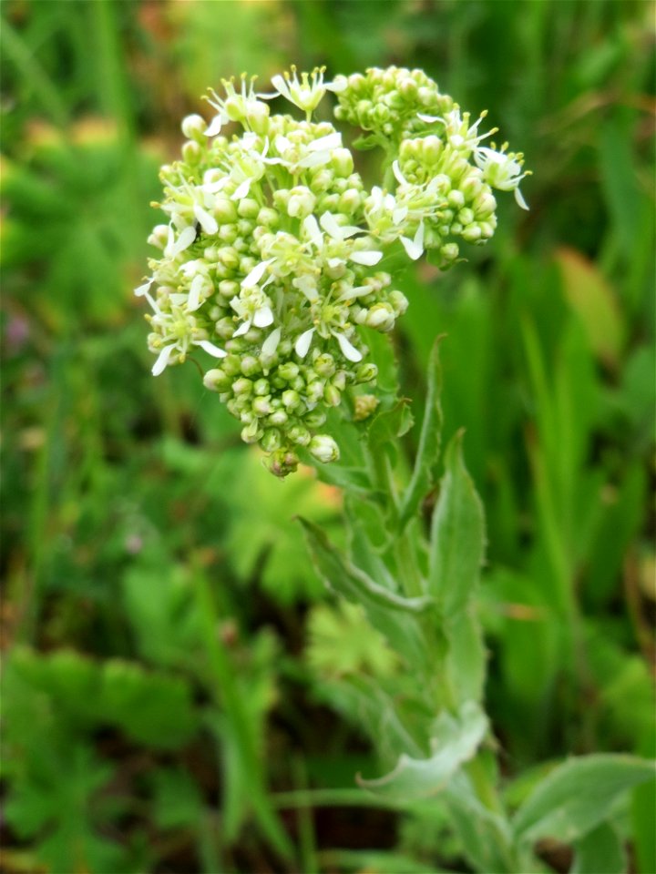 Pfeilkresse (Lepidium draba) am Kraichbachdamm im Landschaftsschutzgebiet „Hockenheimer Rheinbogen“