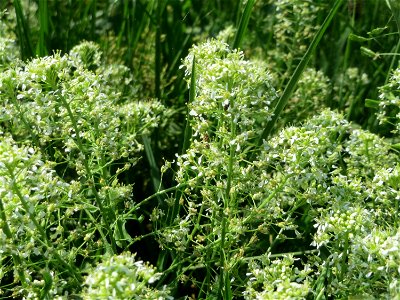 Pfeilkresse (Lepidium draba) beim Insultheimer Hof im Landschaftsschutzgebiet „Hockenheimer Rheinbogen“