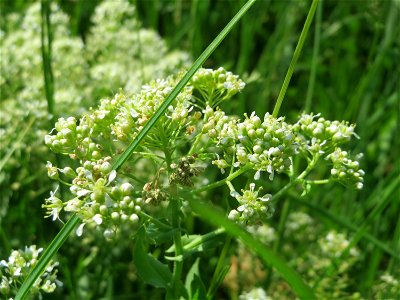 Pfeilkresse (Lepidium draba) beim Insultheimer Hof im Landschaftsschutzgebiet „Hockenheimer Rheinbogen“