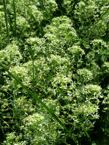 Pfeilkresse (Lepidium draba) beim Insultheimer Hof im Landschaftsschutzgebiet „Hockenheimer Rheinbogen“