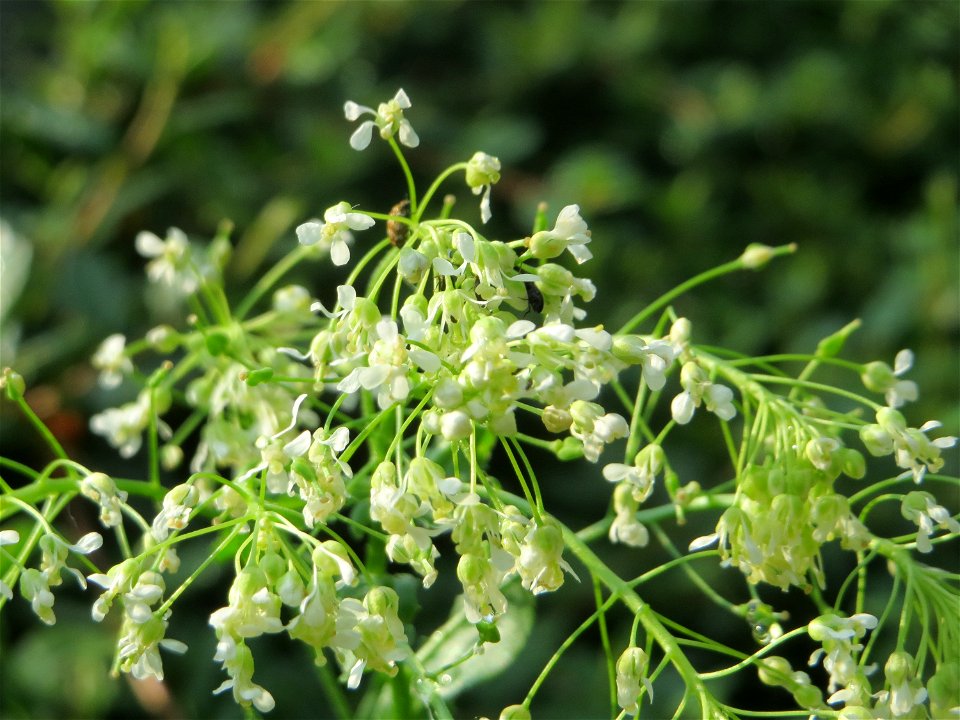 Pfeilkresse (Lepidium draba) in Hockenheim