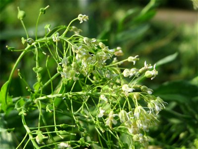 Pfeilkresse (Lepidium draba) in Hockenheim