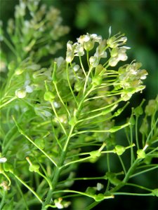 Pfeilkresse (Lepidium draba) invasiv in Hockenheim