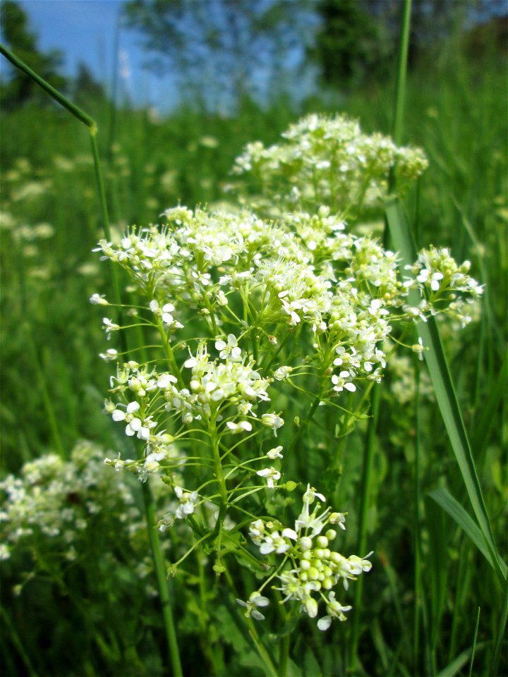 Pfeilkresse (Lepidium draba) auf einer Extensiv-Fläche im Gartenschaupark Hockenheim - eingeschleppt aus dem Mittelmeergebiet