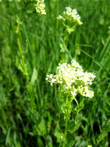 Pfeilkresse (Lepidium draba) auf einer Extensiv-Fläche im Gartenschaupark Hockenheim - eingeschleppt aus dem Mittelmeergebiet