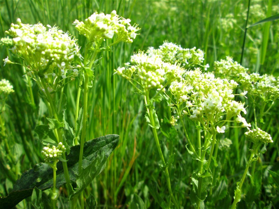 Pfeilkresse (Lepidium draba) auf einer Extensiv-Fläche im Gartenschaupark Hockenheim - eingeschleppt aus dem Mittelmeergebiet