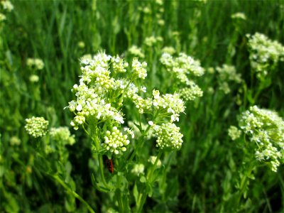 Pfeilkresse (Lepidium draba) auf einer Extensiv-Fläche im Gartenschaupark Hockenheim - eingeschleppt aus dem Mittelmeergebiet