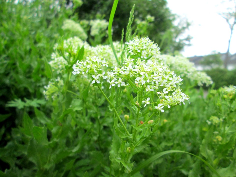 Pfeilkresse (Lepidium draba) in Hockenheim