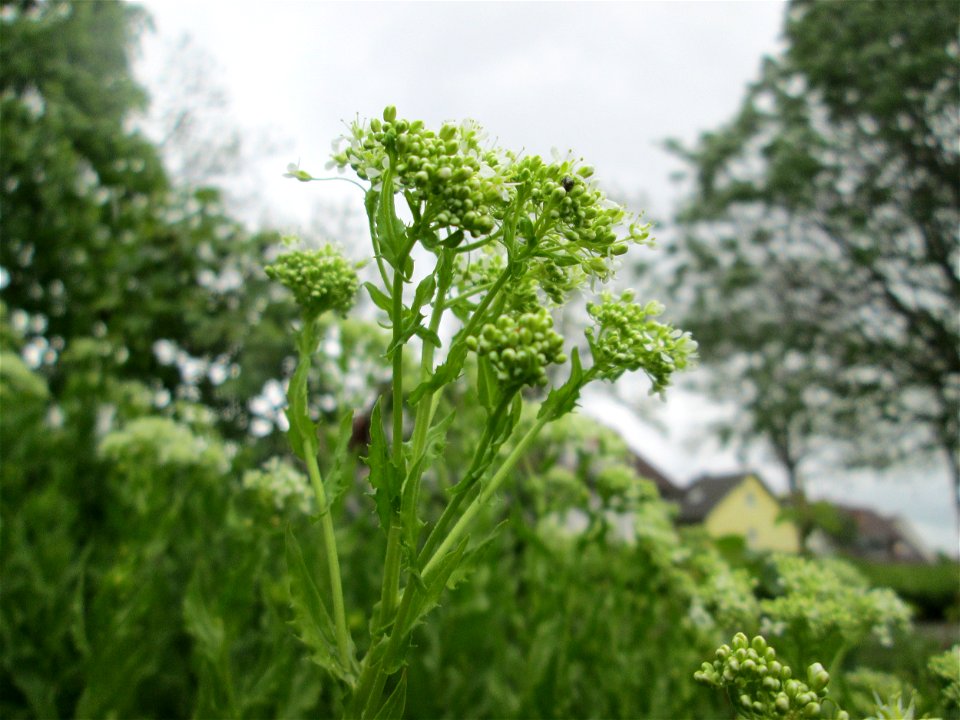 Pfeilkresse (Lepidium draba) in Hockenheim