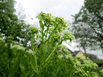 Pfeilkresse (Lepidium draba) in Hockenheim