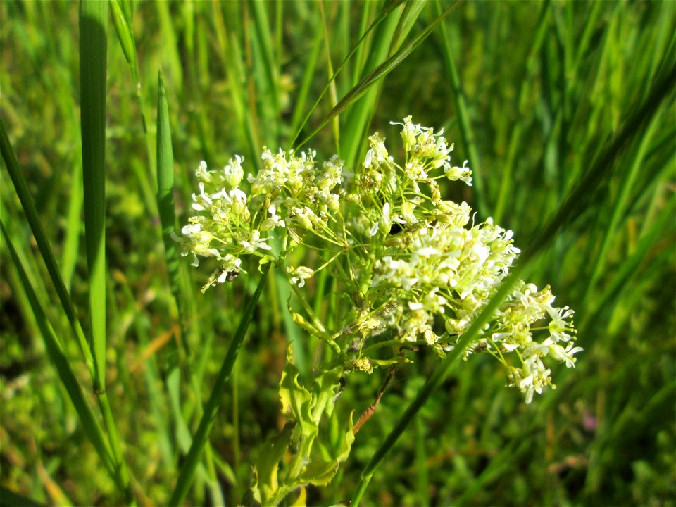 Pfeilkresse (Lepidium draba) am Kraichbachdamm im Landschaftsschutzgebiet „Hockenheimer Rheinbogen“
