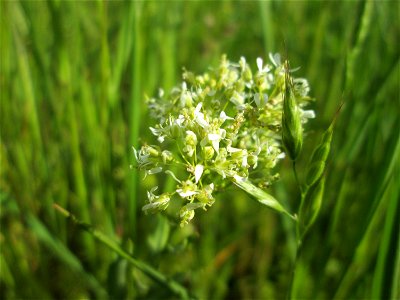 Pfeilkresse (Lepidium draba) am Kraichbachdamm im Landschaftsschutzgebiet „Hockenheimer Rheinbogen“
