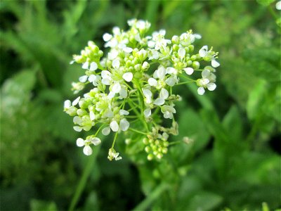Pfeilkresse (Lepidium draba) am Kraichbach im Landschaftsschutzgebiet „Hockenheimer Rheinbogen“