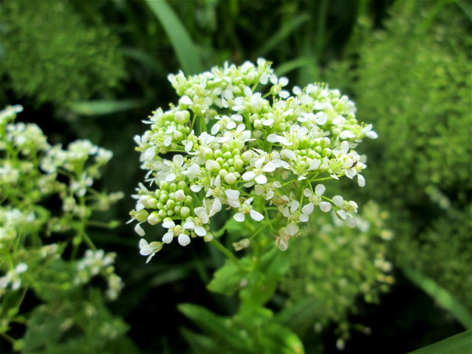 Pfeilkresse (Lepidium draba) am Kraichbach im Landschaftsschutzgebiet „Hockenheimer Rheinbogen“