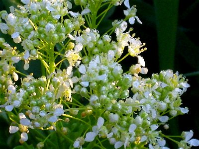 Cardaria draba close up Campo de Calatrava, Spain