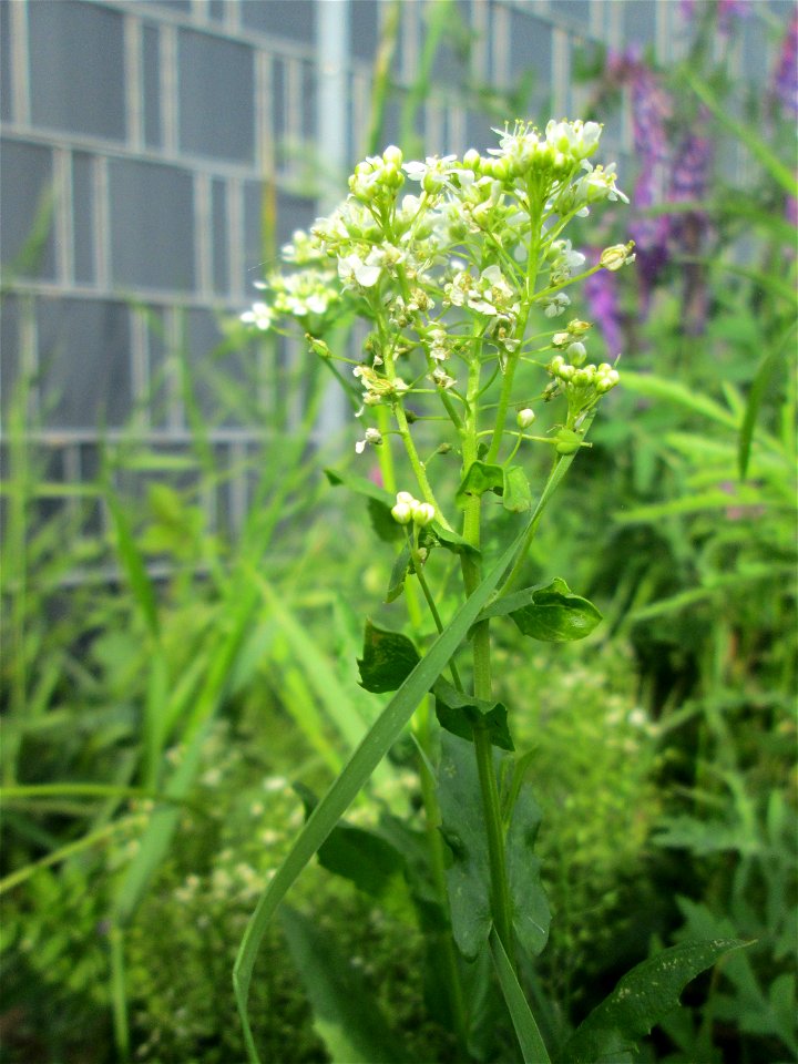 Pfeilkresse (Lepidium draba) am Kraichbach im Landschaftsschutzgebiet „Hockenheimer Rheinbogen“