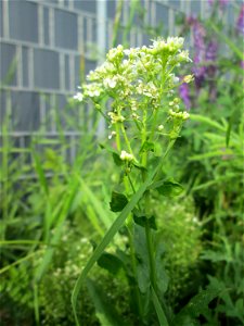 Pfeilkresse (Lepidium draba) am Kraichbach im Landschaftsschutzgebiet „Hockenheimer Rheinbogen“
