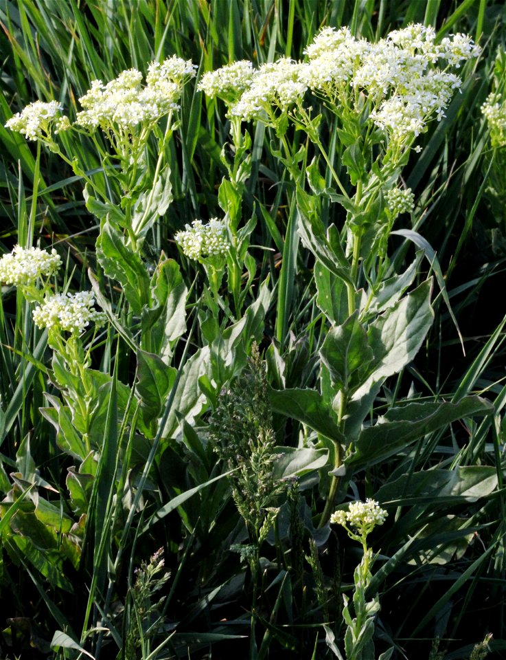 Plant whitetop "Cardaria draba", central Bohemia, Czech Republic