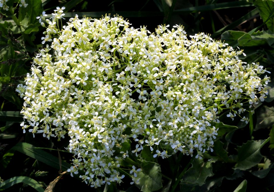 Flower of whitetop "Cardaria draba", central Bohemia, Czech Republic