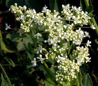 Flower of whitetop "Cardaria draba", central Bohemia, Czech Republic