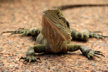 Nature scaly scale photo